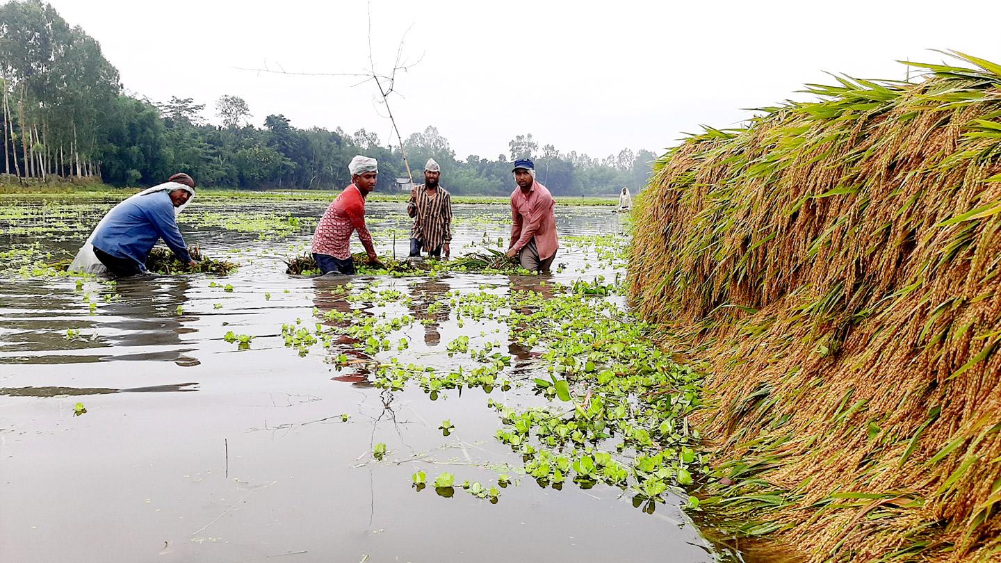 বৃষ্টিতে ডুবল বোরোর খেত