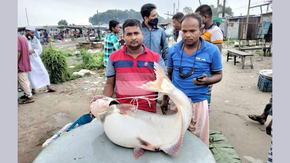 ২২ কেজির পদ্মার পাঙ্গাস, ৩৩ হাজারে কিনলেন ঢাকার শিল্পপতি