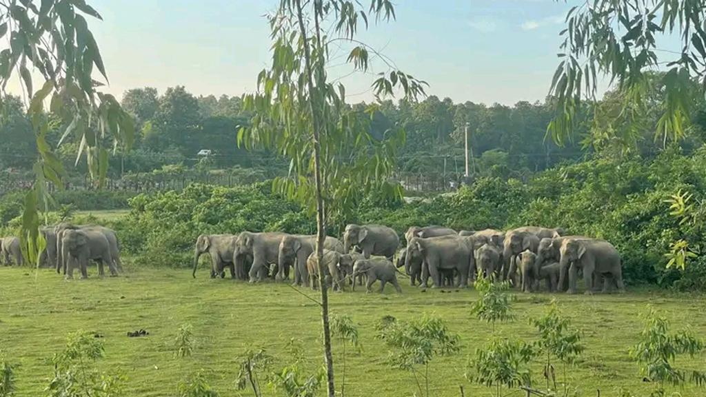 খাদ্যের সন্ধানে টিলা চষছে হাতির পাল, আতঙ্কে মানুষ