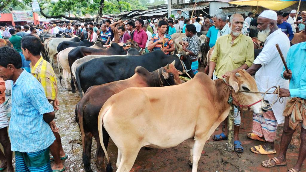 মোটাতাজায় অনাগ্রহ, দেশি-মাঝারি গরুতে ভরসা ক্রেতাদের