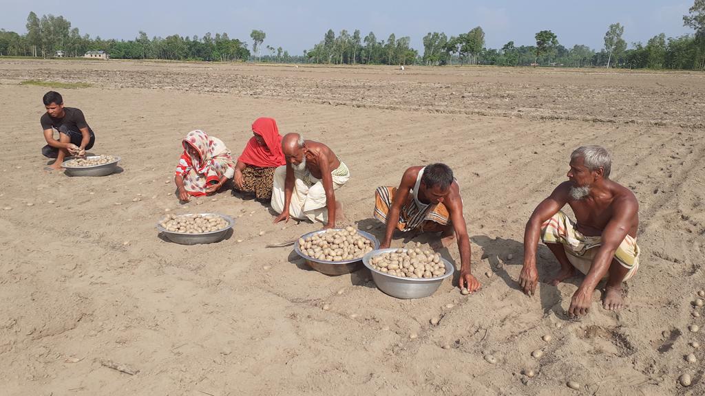 আগাম আলু রোপণের ধুম