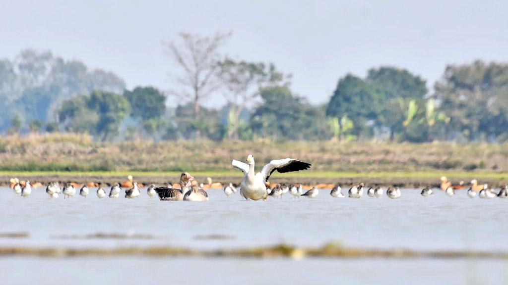 পরিযায়ী পাখির কলকাকলিতে মুখর বিল