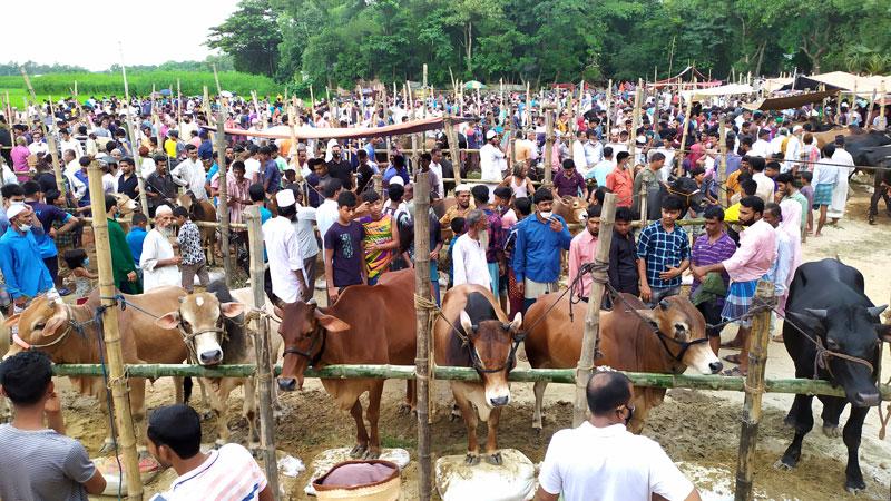 করোনায় কোরবানি কমলেও অনলাইনে পশু বিক্রি বেড়েছে ৪ গুণ