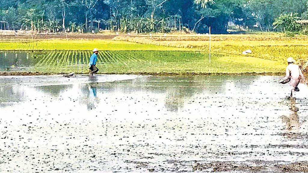 আগাম বোরো আবাদে ব্যস্ত কৃষক , আগ্রহ হাইব্রিড ধানে