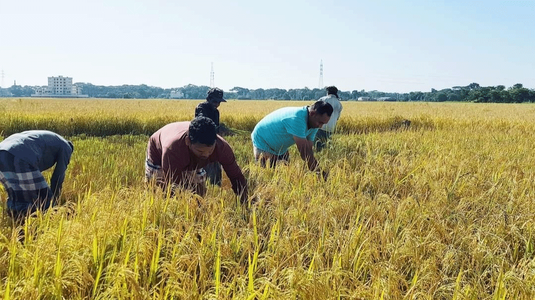 মাঠভরা ধান কৃষকের মুখে হাসি