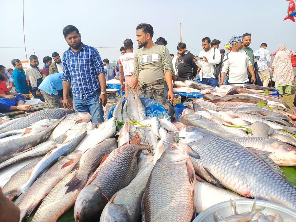 এক দিনের জামাই মেলায় দেড় কোটি টাকার মাছ বিক্রি