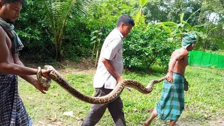 লোকালয় থেকে ১৪ ফুট লম্বা অজগর উদ্ধার