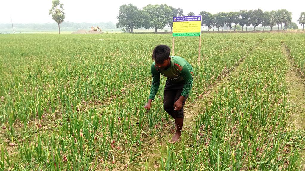 রাজশাহীতে ভারতীয় জাতের পেঁয়াজ চাষ বেড়েছে আড়াই গুণ