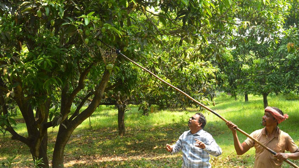 রাজশাহীতে গুটি আম পাড়া শুরু