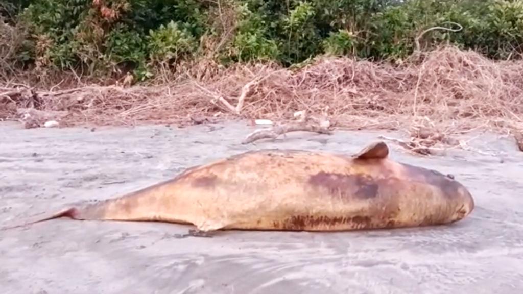 কুয়াকাটা সৈকতে ভেসে এসেছে মৃত ইরাবতী ডলফিন