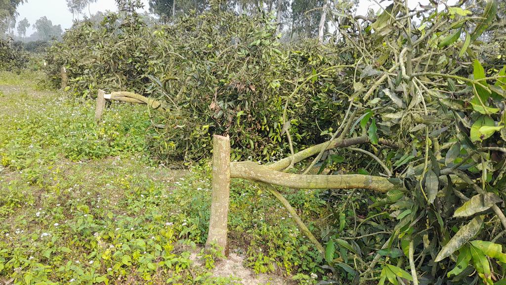 শত্রুতার জেরে রাতের আঁধারে বাগানের সব আমগাছ কেটে ফেলার অভিযোগ