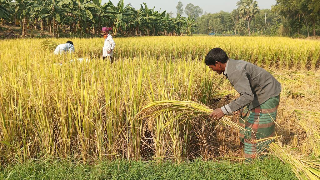 ধানের বাজারমূল্যে খুশি কৃষক, পরিবারে উৎসব