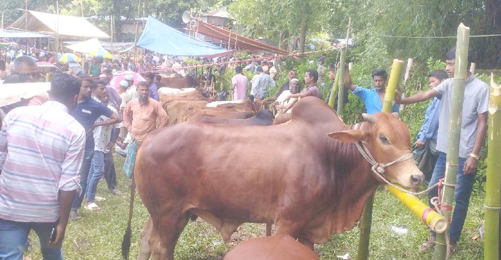 মানিকছড়িতে দাম চড়া গরুর, কমার অপেক্ষায় হাট থেকে খালি হাতে ফিরছেন ক্রেতা