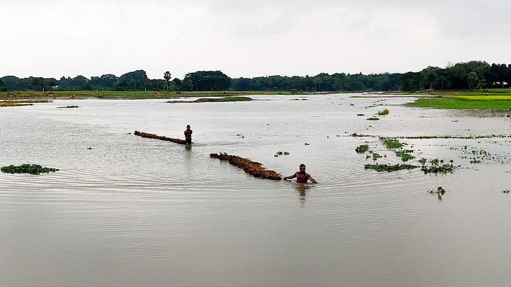 টানা বৃষ্টিতে তলিয়ে গেছে ফসলের মাঠ