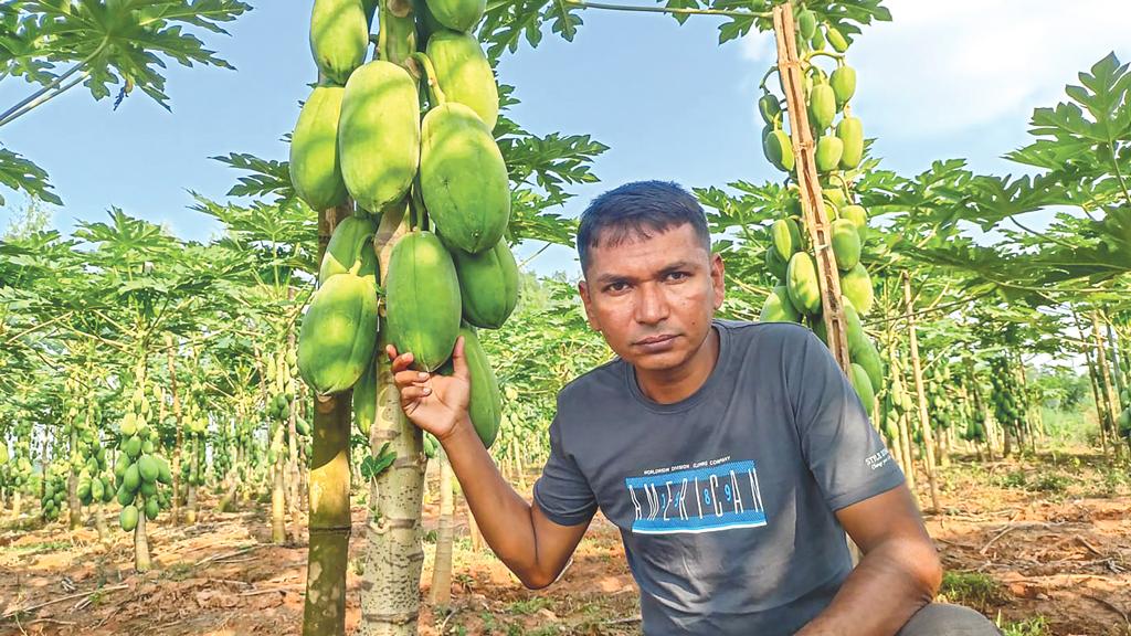 জঙ্গল কেটে পেঁপে চাষ