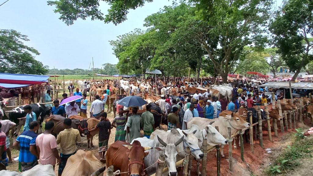 চাঁদপুরে কোরবানির পশুহাটে মূল ক্রেতা মৌসুমি ব্যাপারীরা 