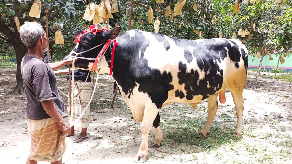 শিবগঞ্জের ‘রাজাবাবু’, দাম হাঁকাচ্ছেন ১৭-১৮ লাখ টাকা