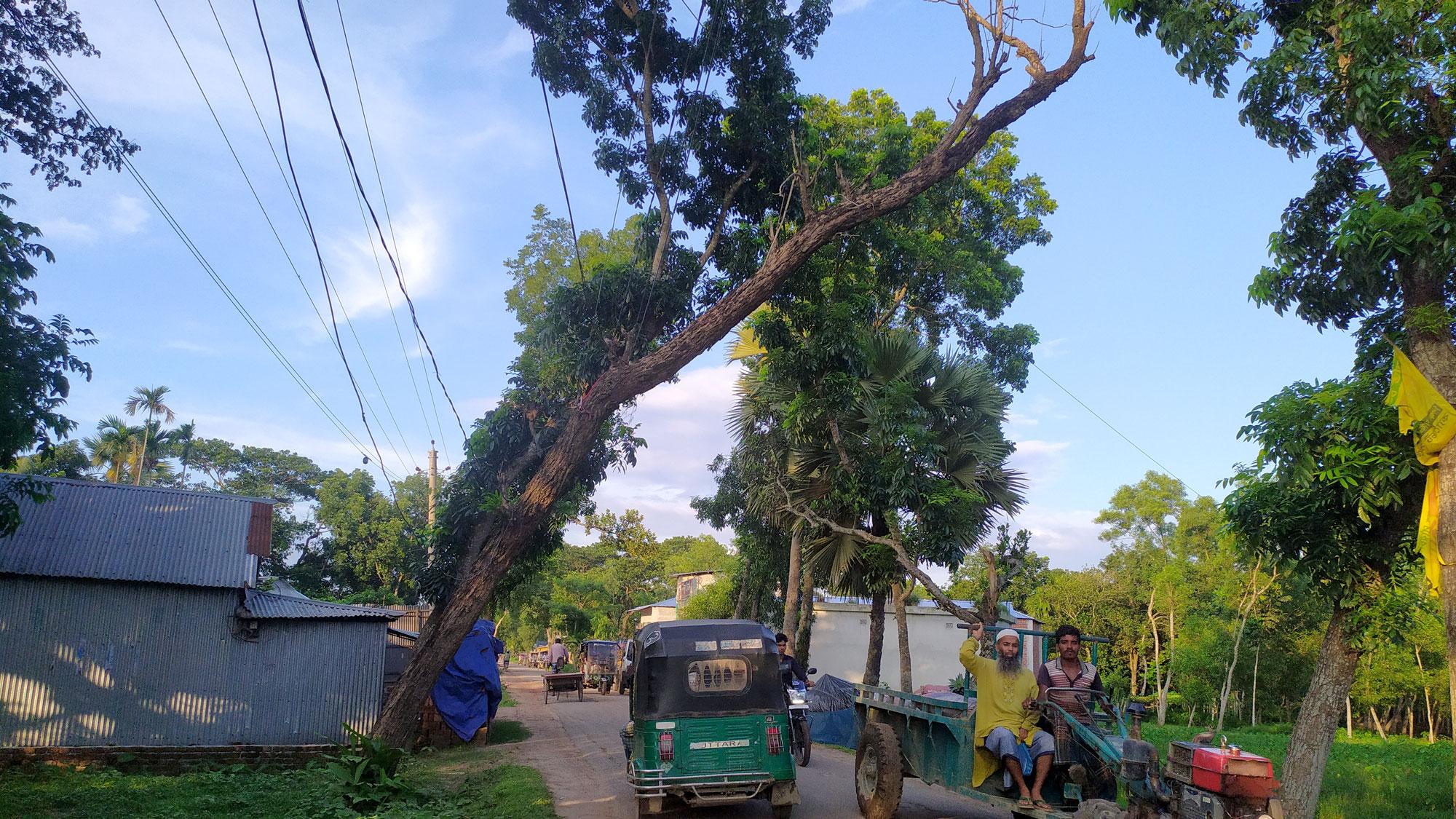 রাস্তার পাশে অর্ধ শতাধিক মরা গাছ, দুর্ঘটনার আশঙ্কা  