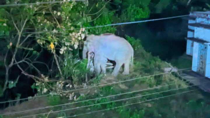 খাবারের অভাবে লোকালয়ে হাতি, আতঙ্কে কাপ্তাই প্রজেক্ট এলাকার বাসিন্দারা