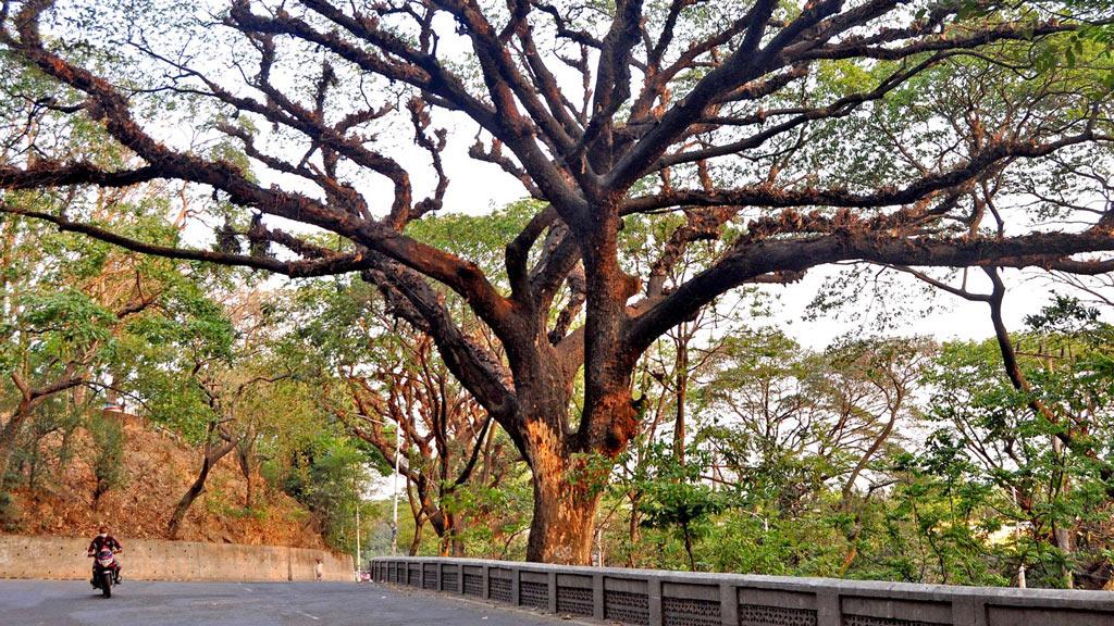 শতবর্ষী গাছ কাটার সিদ্ধান্ত থেকে সরে এল সিডিএ