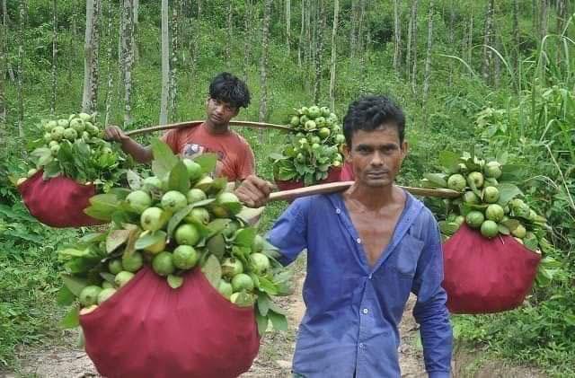 দক্ষিণ চট্টগ্রামে গাছেই নষ্ট হচ্ছে পেয়ারা, ক্ষতির মুখে চাষিরা