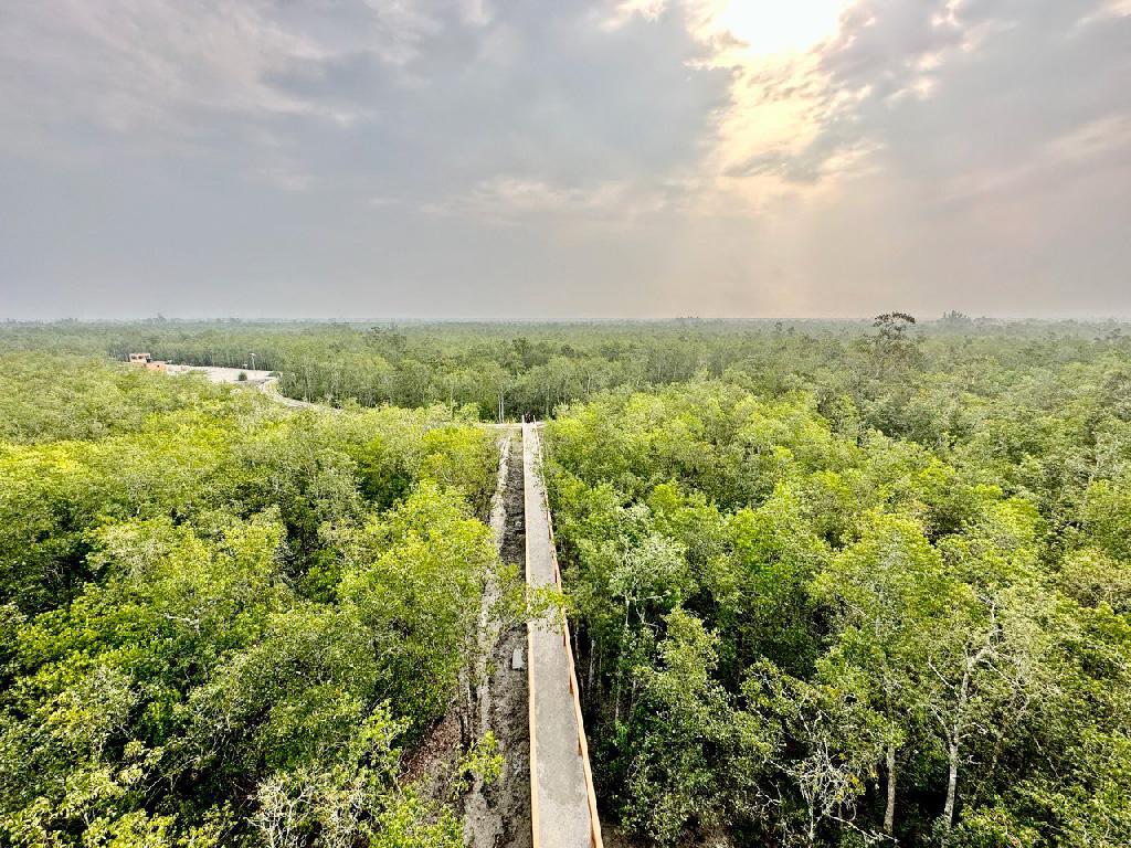 ডিঙি নৌকায় ঘুরে দেখা যাবে সুন্দরবন, কমবে দূষণ