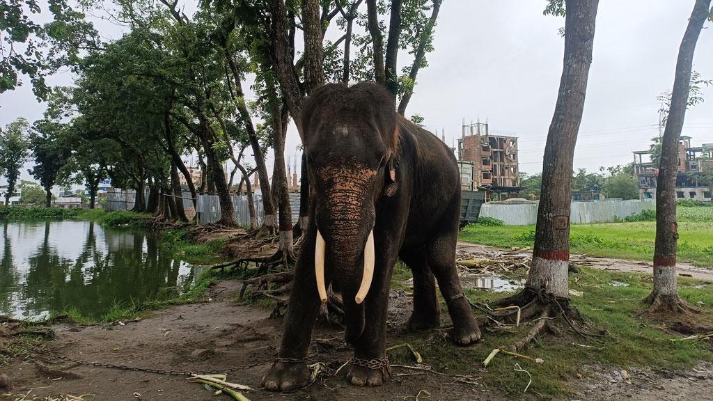 ব্যবসায়ীকে তুলে আছাড় মারল চাঁদা তোলা হাতি, পরদিন মৃত্যু