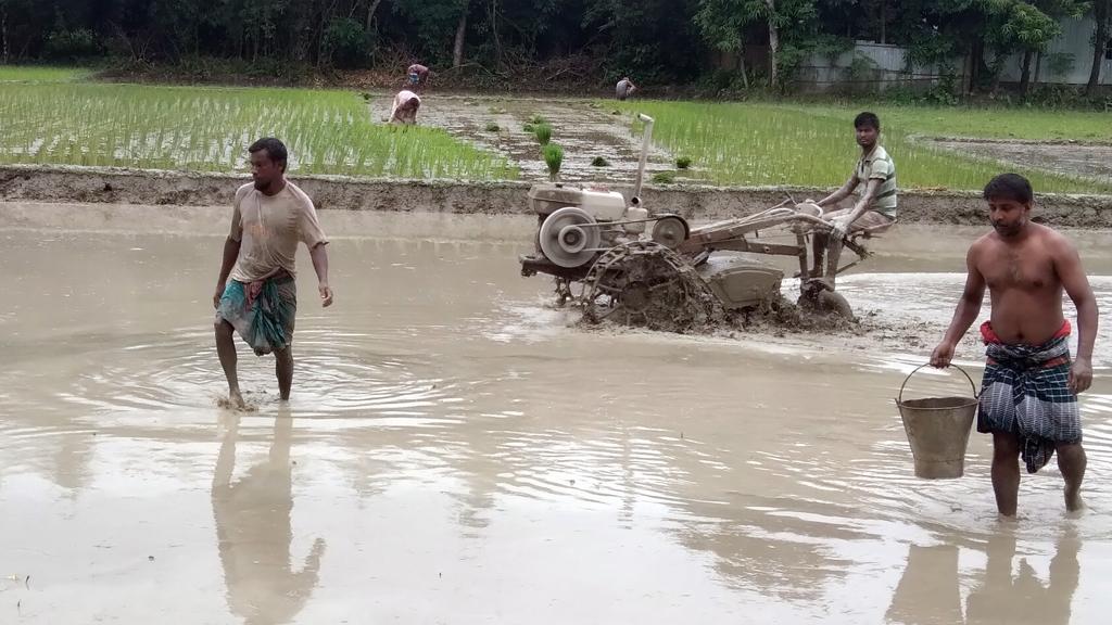 আমন চাষের শুরুতেই বাড়তি খরচের বোঝা