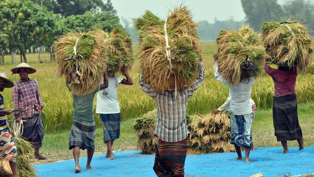 বিনা ধানে আগ্রহ