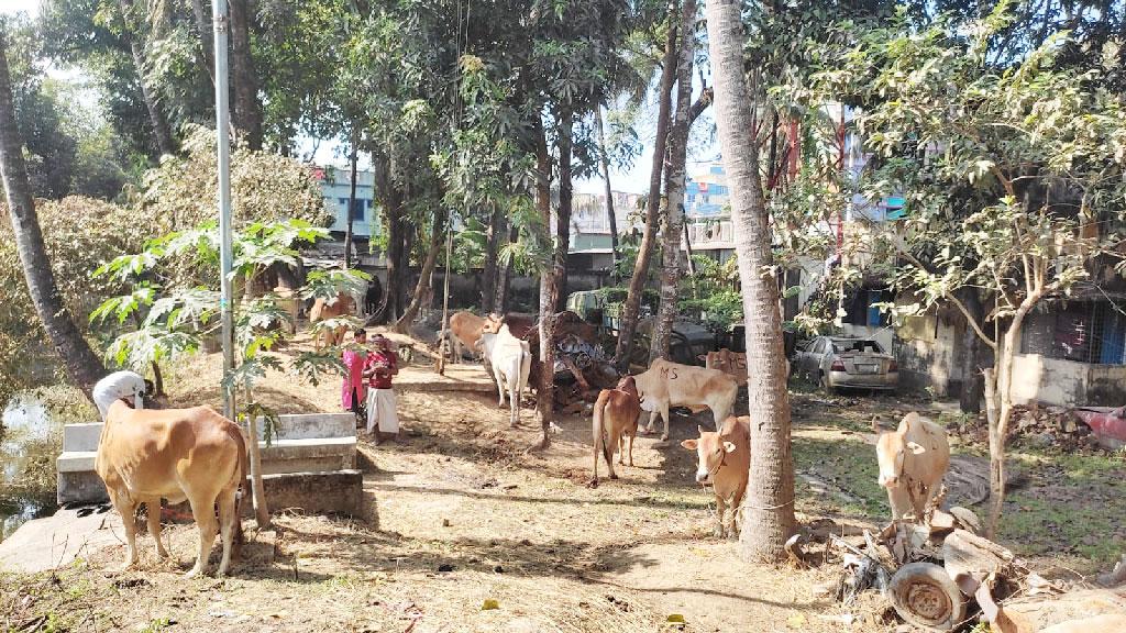 বিজিবির জব্দ করা ২৫ গরু নিয়ে বিপাকে চকরিয়া থানা-পুলিশ