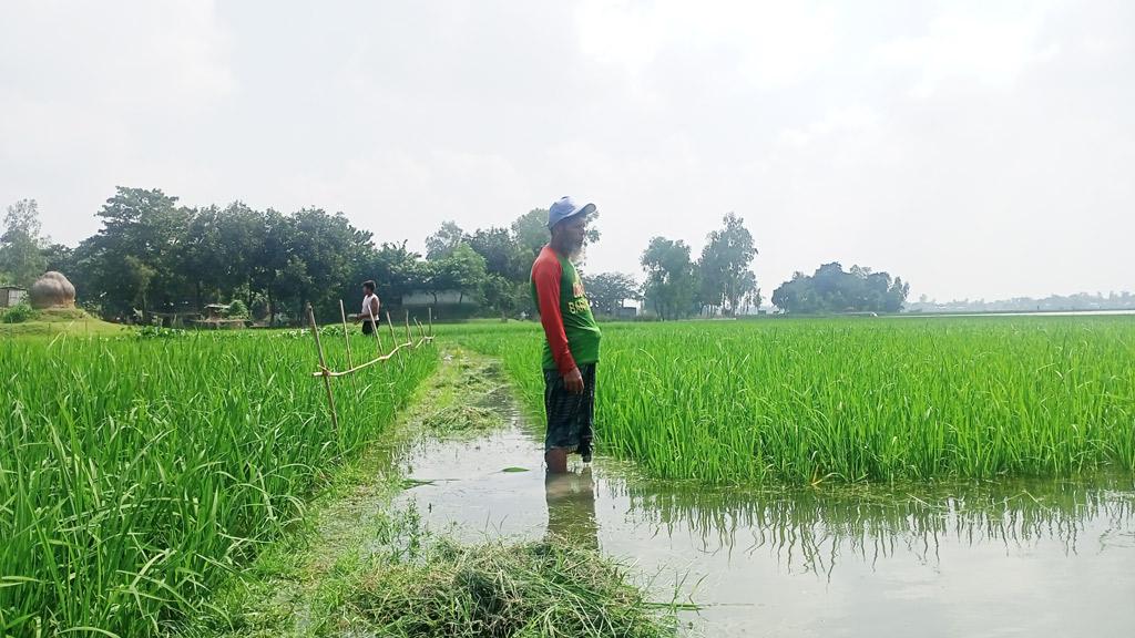 যমুনায় পানি বেড়ে তলিয়ে গেছে ৪৭২ হেক্টর ফসল