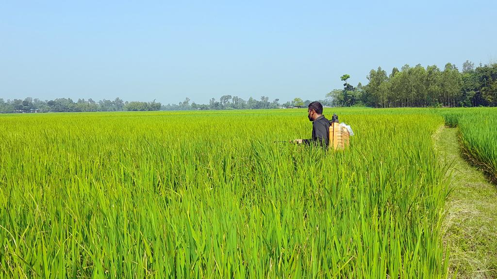 আমন ধানে ছত্রাক দিশেহারা কৃষক