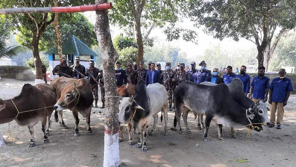 টাস্কফোর্স ও বিজিবির অভিযানে ২৪ ভারতীয় গরু জব্দ