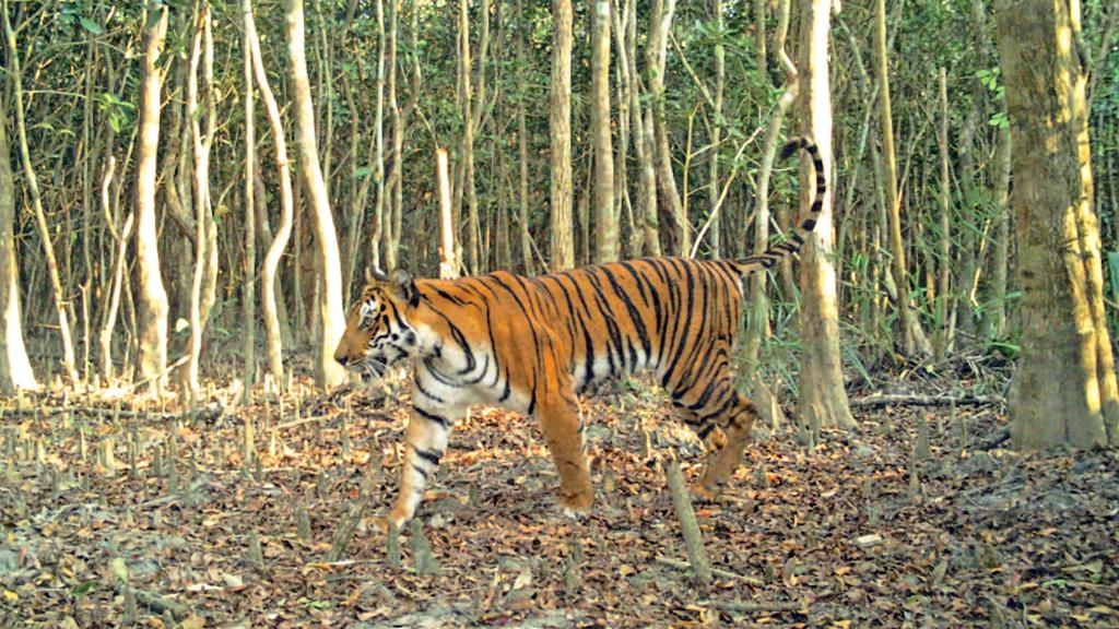 বাঘ-মানুষের দ্বন্দ্ব নিরসনে সুন্দরবনে বিশেষ প্রকল্প