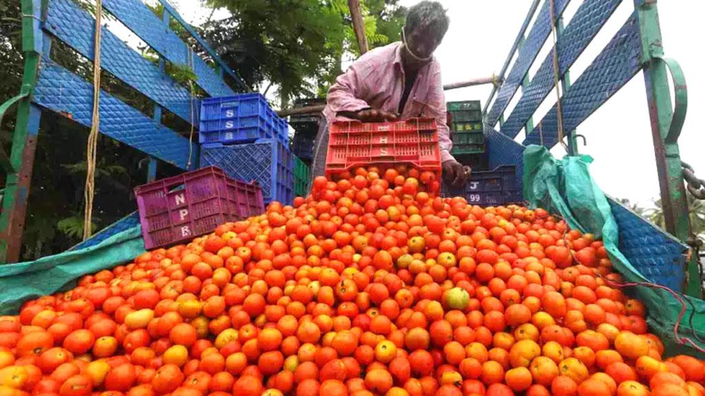 বাংলাদেশে অস্থিরতায় ভারতে টমেটোর বাজারে ধস