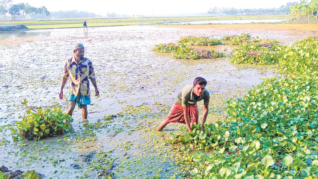 বোরো আবাদের ব্যস্ততার মধ্যে দাম নিয়ে উদ্বেগ