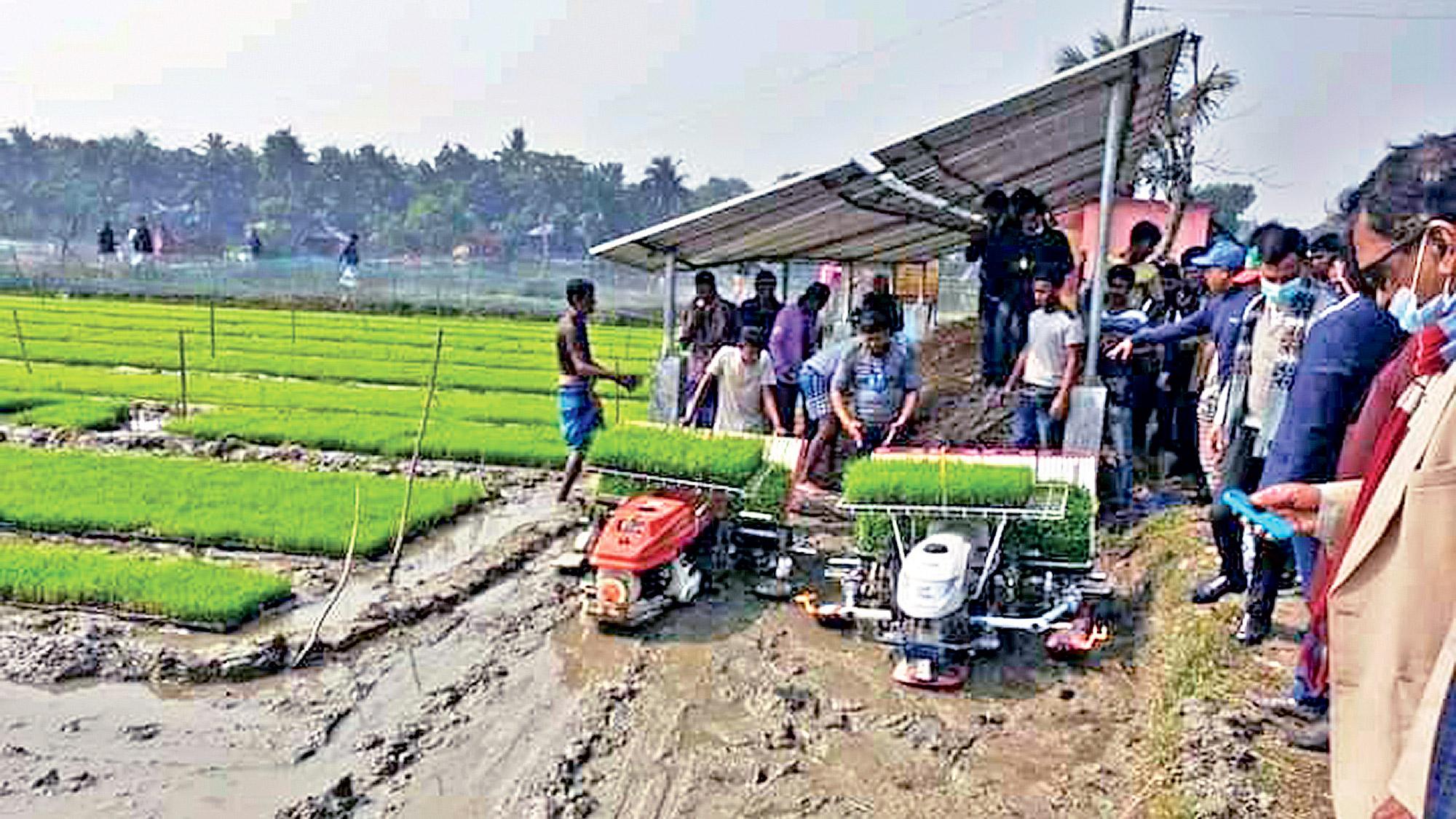 সমলয় পদ্ধতিতে ধানের চারা রোপণ শুরু