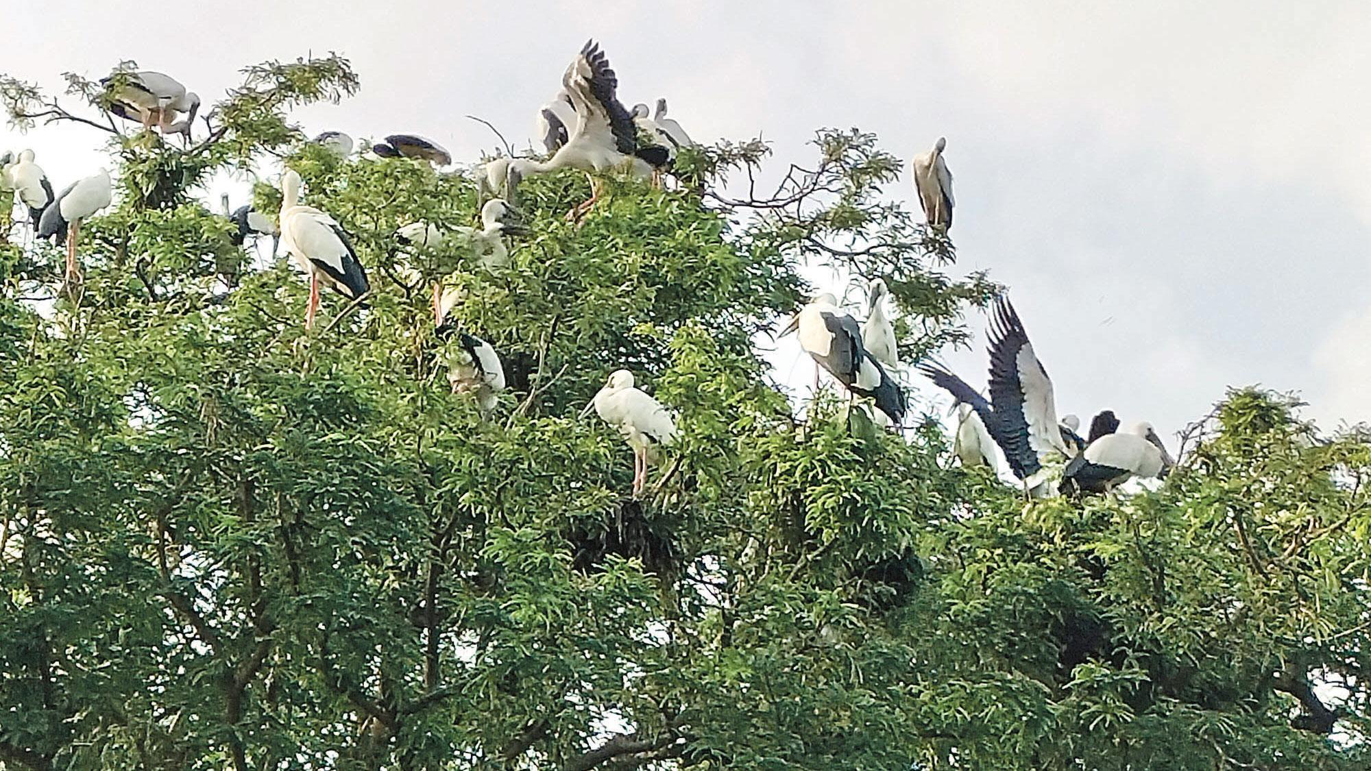 পাখির গ্রাম ভাবিচা