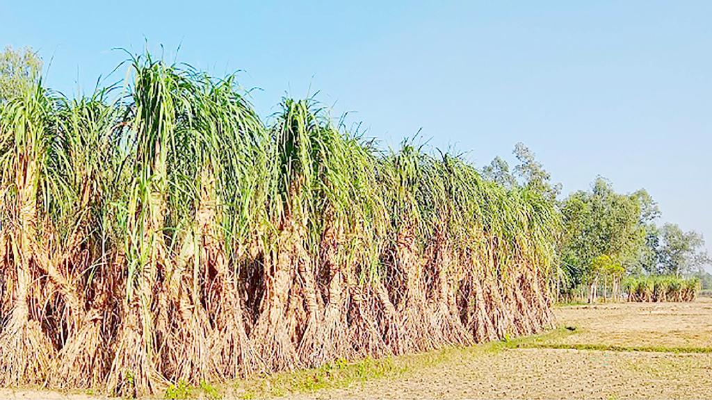 চিনিকলে উৎপাদন বন্ধ  আখ চাষ কমে অর্ধেক