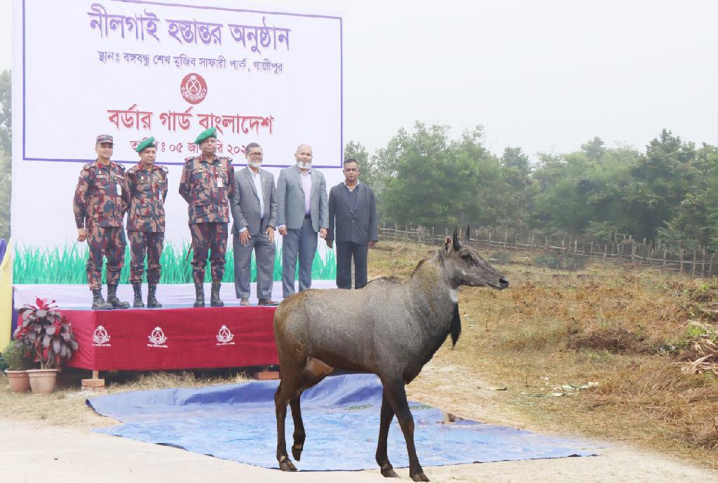 চাঁপাইনবাবগঞ্জ থেকে উদ্ধার হওয়া নীলগাই সাফারি পার্কে হস্তান্তর 