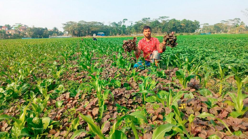 জনপ্রিয় হচ্ছে একসঙ্গে ভুট্টা ও শাকের আবাদ