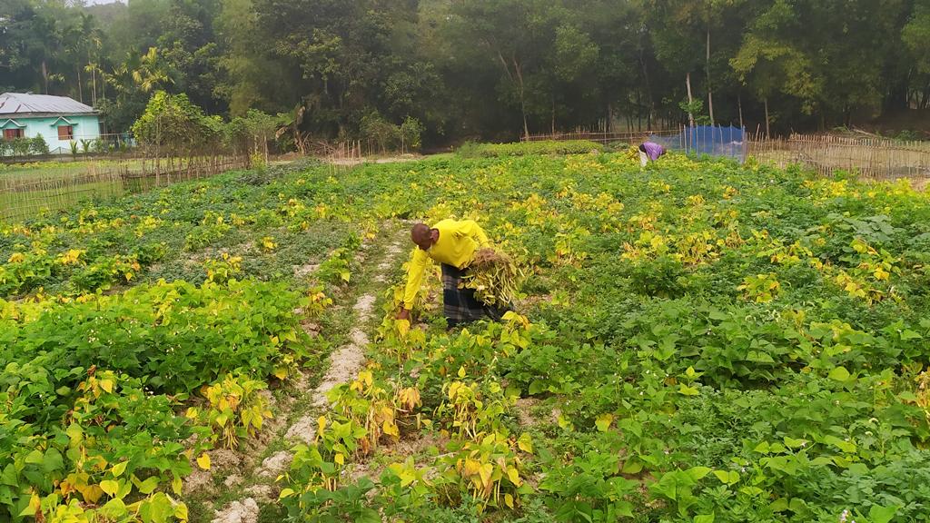 কমলগঞ্জে শীতকালীন সবজি তোলার ধুম