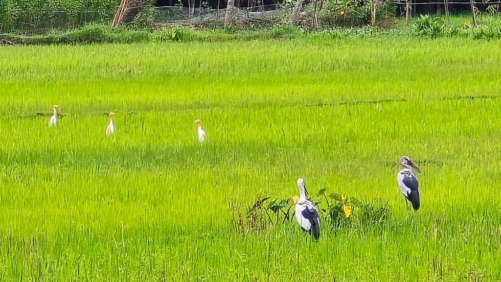 বকের সঙ্গে শামুকখোলের মিতালি