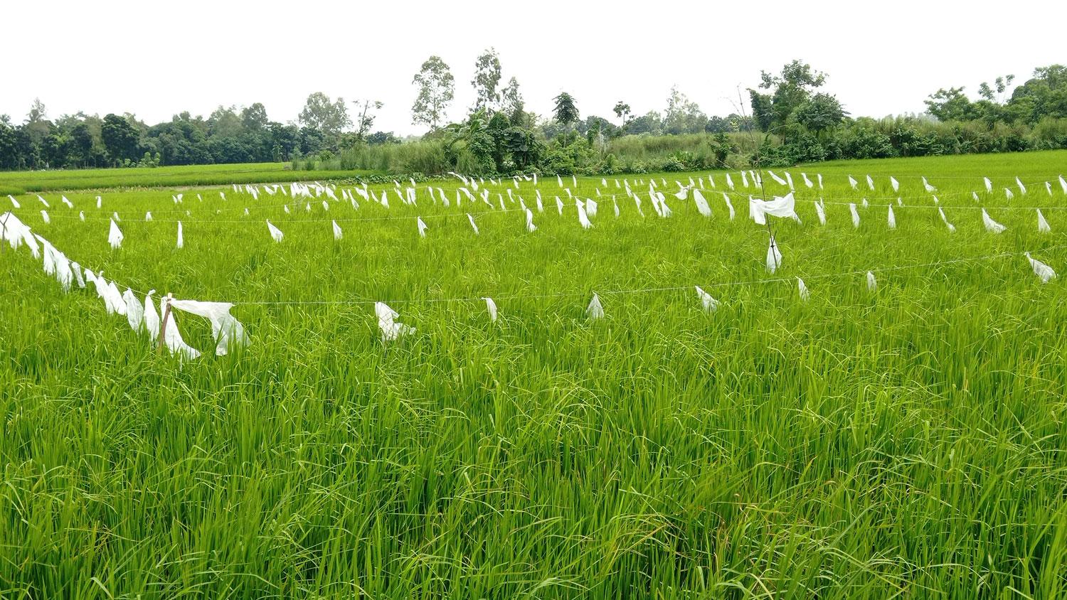 ধানখেত রক্ষায় পলিথিন