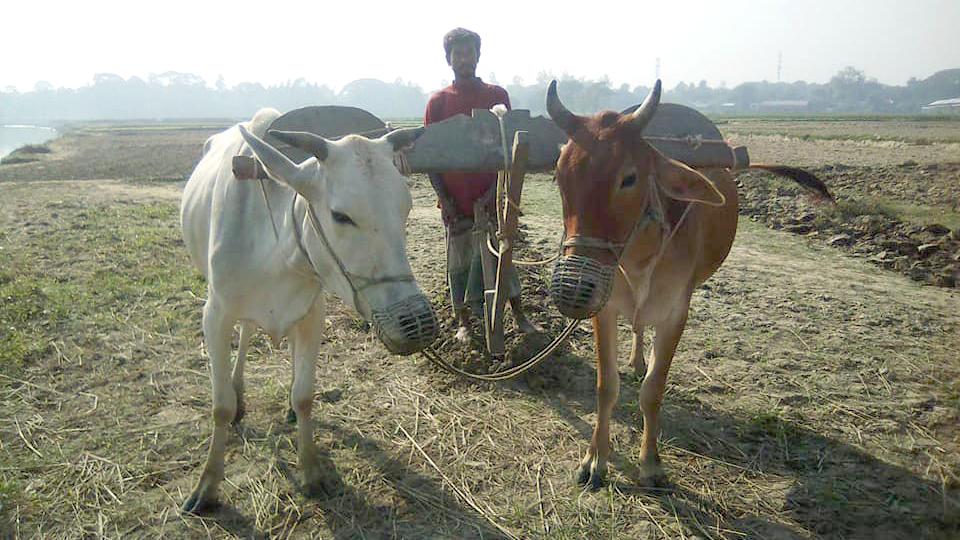 চাষে ফিরছে গরু-কাঠের লাঙল