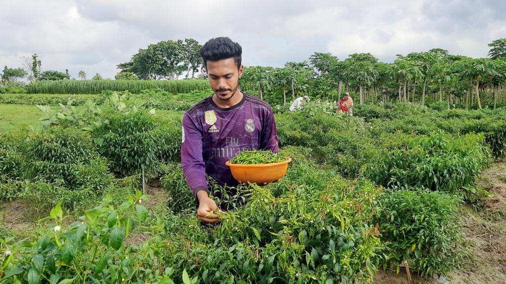 চাকরি ছেড়ে মরিচ চাষে তামজীদের বাজিমাত