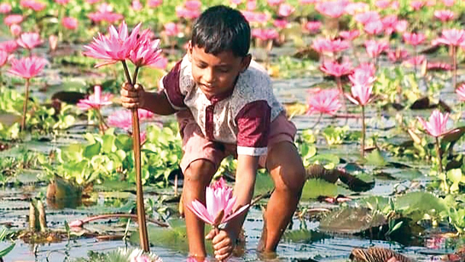 লাল শাপলার চেচুয়া বিল