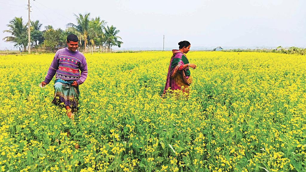 ‘বোনাস’ ফসল সরিষা আবাদে খুশি কৃষক