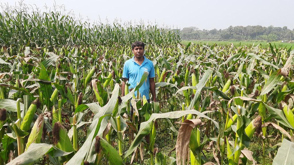 দশ বছর পর বাঁওড়ের চারপাশে চাষাবাদ শুরু