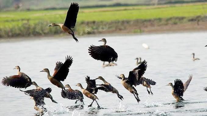 অবাধে পরিযায়ী পাখি শিকার